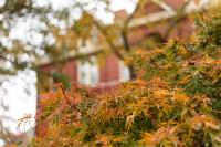 Tech Tower and leaves from a Japanese maple tree